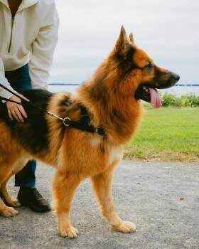 Bruce -  German Shepherd Dog Dog for Adoption in Laval, Quebec - Bruce | PetCurious
