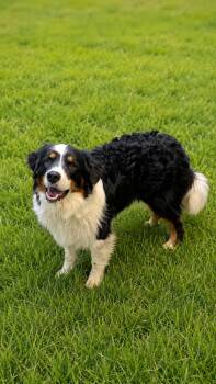 Newfoundland Dog Dogs Available for Adoption in Lacon, Illinois - Freddy | PetCurious