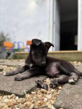 Reaper -  Shepherd Dog for Adoption in Fredericksburg, Virginia - Reaper | PetCurious