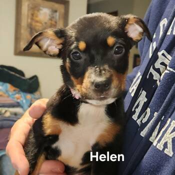 Shepherd and Mixed Breed Dogs Available for Adoption in Normal, Illinois - Helen | PetCurious