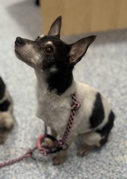 Rat Terrier Dogs Available for Adoption - Rascal (Bonded With Princess) | PetCurious