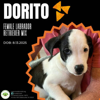 Rescue Labrador Retriever Dogs for Adoption in Pottstown, Pennsylvania - Dorito | PetCurious
