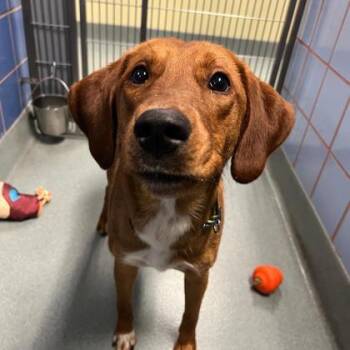 Billie -  Hound and Mixed Breed Dog for Adoption in Richmond, Virginia - Billie | PetCurious
