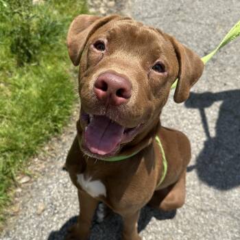 Redford -  American Staffordshire Terrier and Chocolate Labrador Retriever Dog for Adoption in Washington, Pennsylvania - Redford | PetCurious