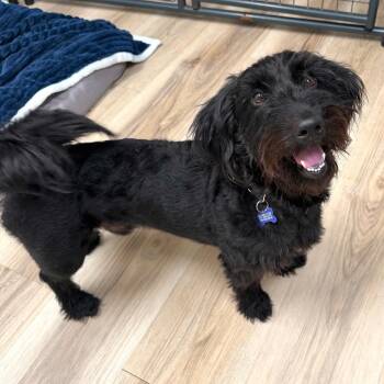 Nony -  Schnauzer Dog for Adoption in Johnson City, Tennessee - Nony | PetCurious