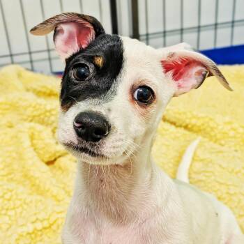 Jojo -  Jack Russell Terrier and Beagle Dog for Adoption in Eustis, Florida - Jojo | PetCurious