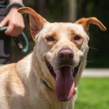 Rescue Labrador Retriever Dogs for Adoption in Houston, Texas - Leeland | PetCurious