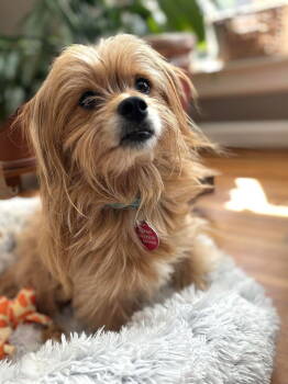 Rescue Yorkshire Terrier Dogs for Adoption in Arlington, Virginia - Lily | PetCurious