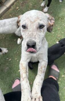 Australian Cattle Dog Blue Heeler and English Bulldog Dogs Available for Adoption in Brownstown, Indiana - Hulk | PetCurious