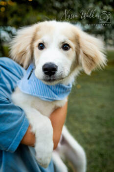 Rescue Great Pyrenees Dogs for Adoption in Tulsa, Oklahoma - Saylor | PetCurious