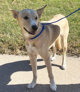 Rosé -  Shepherd Dog for Adoption in Manhattan, Kansas - Rosé | PetCurious