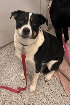 Cooper -  Mixed Breed Dog for Adoption in Kansas City, Missouri - Cooper | PetCurious