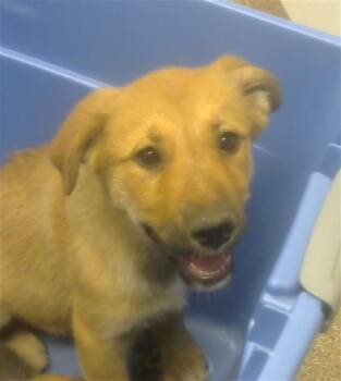 KARLY -  German Shepherd Dog and Mixed Breed Dog for Adoption in Albuquerque, New Mexico - KARLY | PetCurious