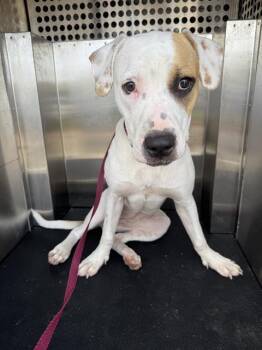 MS. FRIZZLE -  American Staffordshire Terrier and Mixed Breed Dog for Adoption in Grand Prairie, Texas - MS. FRIZZLE | PetCurious
