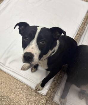 Rescue Border Collie Dogs for Adoption in Martinsburg, West Virginia - Ace | PetCurious
