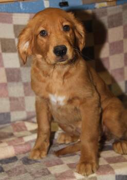 Mixed Breed Dogs Available for Adoption - Cider (Autumn