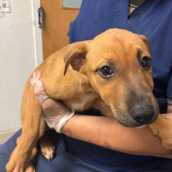 Sabrina Duncan -  Mixed Breed Dog for Adoption in Charleston, West Virginia - Sabrina Duncan | PetCurious