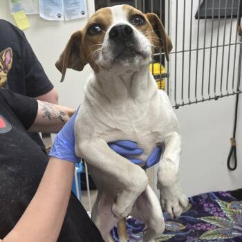 Terrier Dogs Available for Adoption in Birmingham, Alabama - Skippy | PetCurious