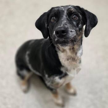 Catahoula Leopard Dog and Mixed Breed Dogs Available for Adoption in Chatham, Virginia - Aurora | PetCurious