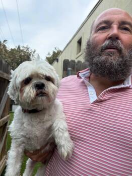 Gordo -  Shih Tzu Dog for Adoption in Fort Worth, Texas - Gordo | PetCurious