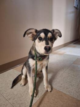 Croc -  Husky and Mountain Dog Dog for Adoption in Maumelle, Arkansas - Croc | PetCurious