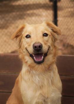 Golden Retriever Dogs Available for Adoption in Aiken, South Carolina - Oink  | PetCurious