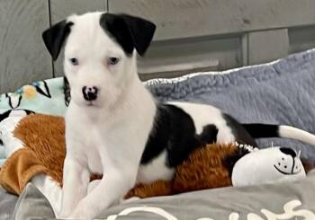 Onyx -  Labrador Retriever and Pit Bull Terrier Dog for Adoption in Greenlawn, New York - Onyx | PetCurious