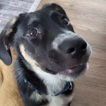 Mac -  Mixed Breed Dog for Adoption in Fredericksburg, Virginia - Mac | PetCurious