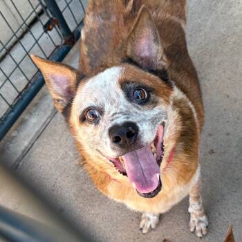 Diesel -  Mixed Breed Dog for Adoption in Lake Jackson, Texas - Diesel | PetCurious