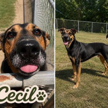 Cecil * -  Hound and Shepherd Dog for Adoption in Wadena, Minnesota - Cecil * | PetCurious