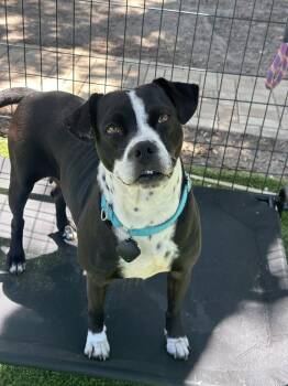 American Bulldog and Staffordshire Bull Terrier Dogs Available for Adoption in Lakeland, Florida - Cashmere | PetCurious