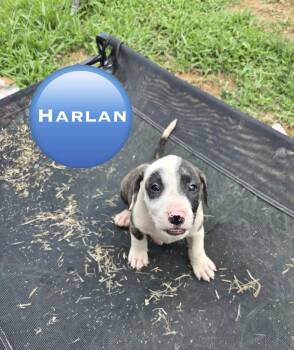Harlan (