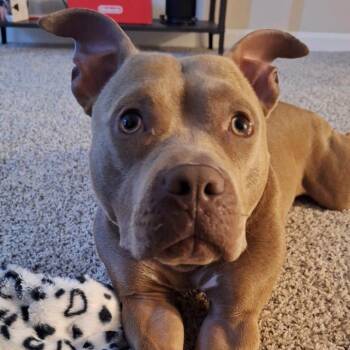 Aponi -  English Bulldog and Mixed Breed Dog for Adoption in Memphis, Tennessee - Aponi | PetCurious