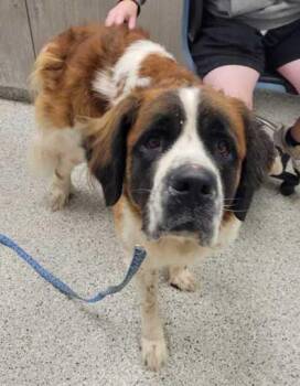 Rosie -  Saint Bernard Dog for Adoption in Kansas City, Missouri - Rosie | PetCurious