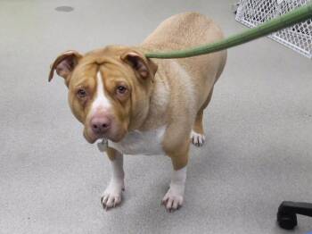 BRUNO -  Labrador Retriever and Mixed Breed Dog for Adoption in Omaha, Nebraska - BRUNO | PetCurious