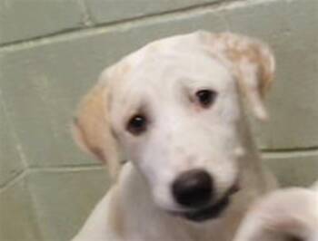 SABRINA -  Labrador Retriever and Mixed Breed Dog for Adoption in Tulsa, Oklahoma - SABRINA | PetCurious