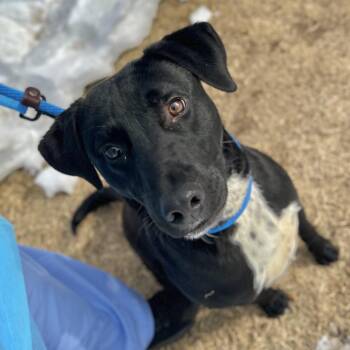 Mixed Breed Dogs Available for Adoption - Drake | PetCurious