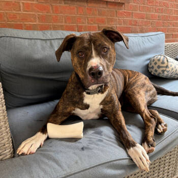 Rescue Mixed Breed Dogs for Adoption in Parker, Colorado - 586 (2025) Bo | PetCurious