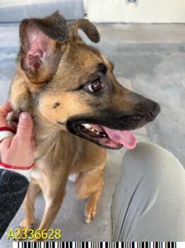 SQUEEKY -  Mixed Breed Dog for Adoption in West Palm Beach, Florida - SQUEEKY | PetCurious