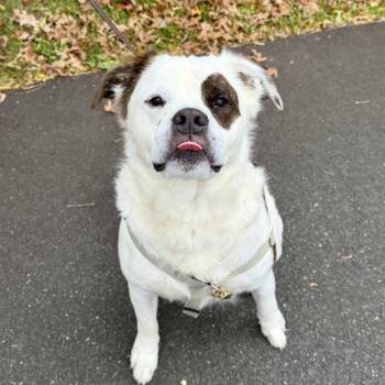 Rescue Saint Bernard Dogs for Adoption in East Hampton, New York - Big Ben | PetCurious
