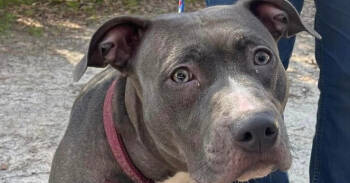 Rescue Pit Bull Terrier Dogs for Adoption in Troy, Alabama - Hela | PetCurious