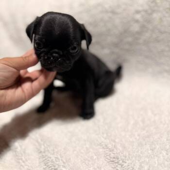 Dimples -  Pug Dog for Adoption in Redlands, California - Dimples | PetCurious