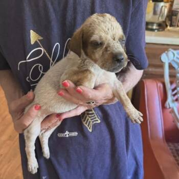 Orla -  Labrador Retriever and Mixed Breed Dog for Adoption - Orla | PetCurious