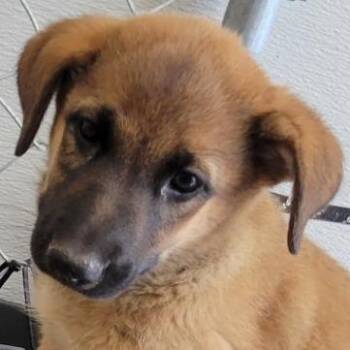 Justice -  Mixed Breed Dog for Adoption in Las Cruces, New Mexico - Justice | PetCurious