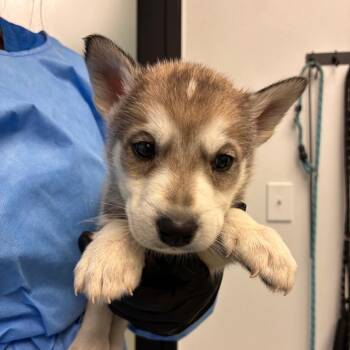 Dune -  Catahoula Leopard Dog and Husky Dog for Adoption in Abilene, Texas - Dune | PetCurious