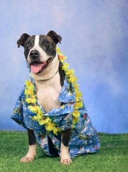 Thomas -  Mixed Breed Dog for Adoption in Atlanta, Georgia - Thomas | PetCurious