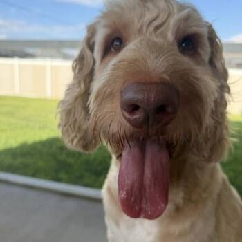 Calvin -  Goldendoodle Dog for Adoption in Lehigh Acres, Florida - Calvin | PetCurious