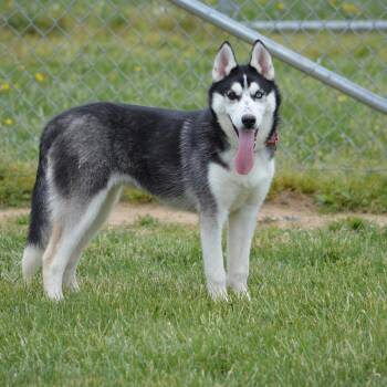 Husky Dogs Available for Adoption in Camden, Delaware - Arden | PetCurious
