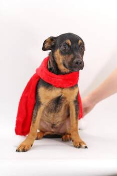 German Shepherd Dog and Mixed Breed Dogs Available for Adoption in Morton Grove, Illinois - Dash | PetCurious