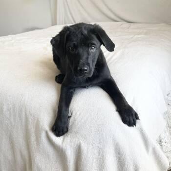 Black Labrador Retriever and Labrador Retriever Dogs Available for Adoption in Burlington, North Carolina - Mushy Tate | PetCurious